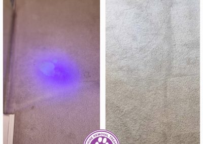before and after pet urine removal